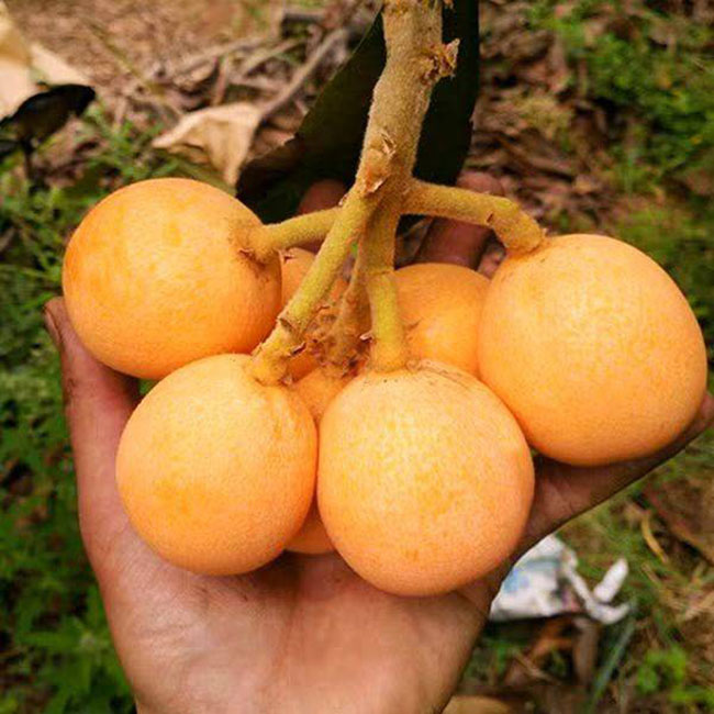 枇杷树苗价格