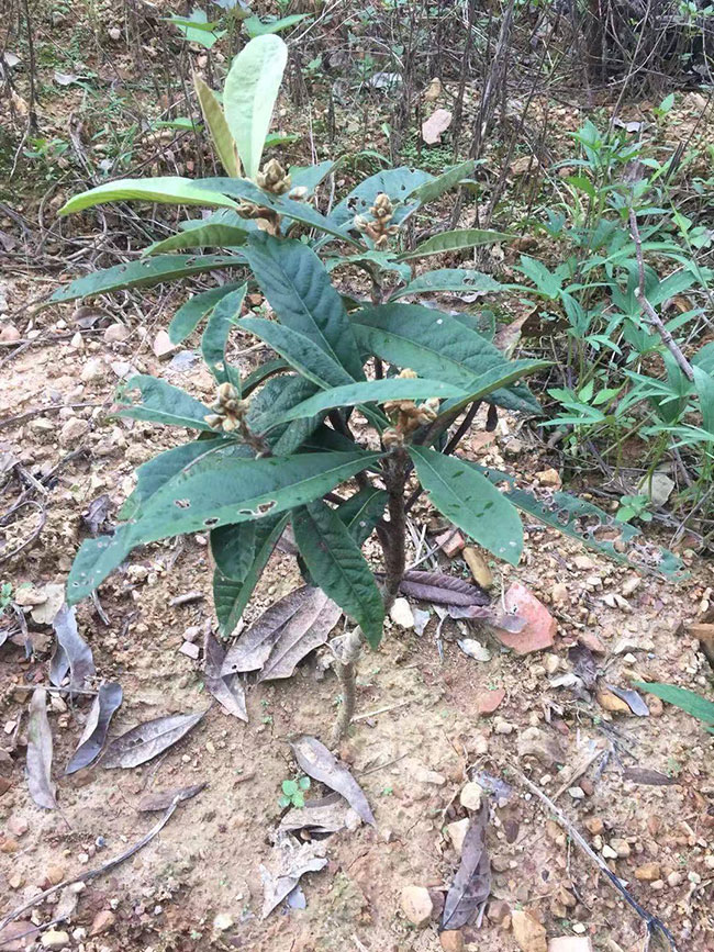 枇杷树苗价格
