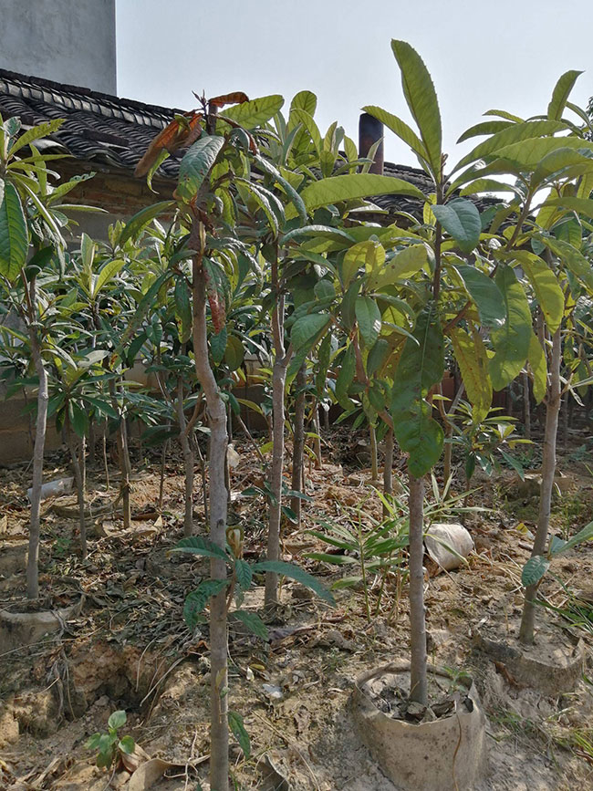 枇杷树苗价格