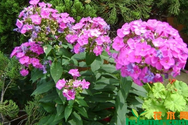 宿根福禄考花语