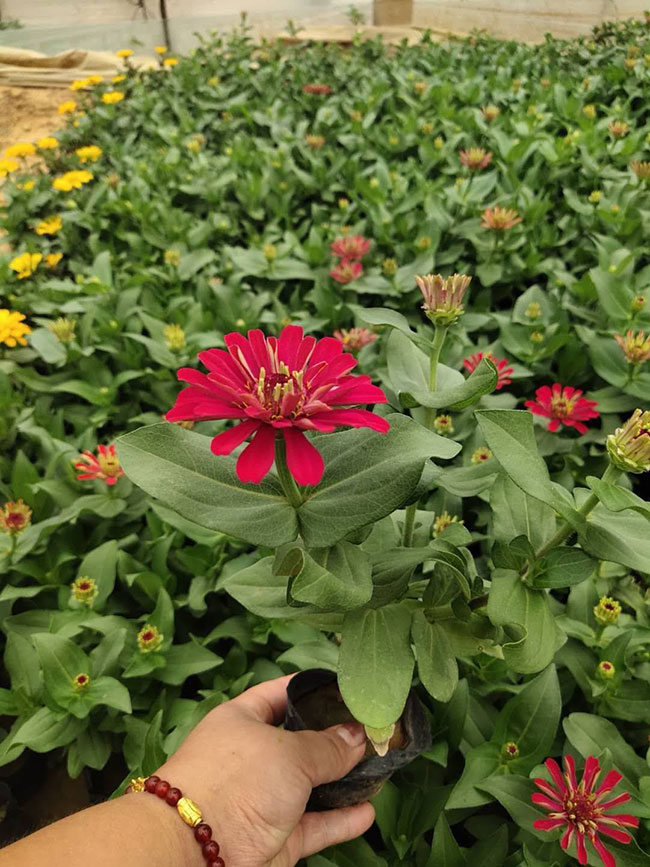 百日草种子