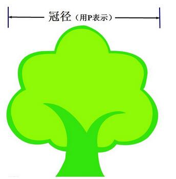 冠径