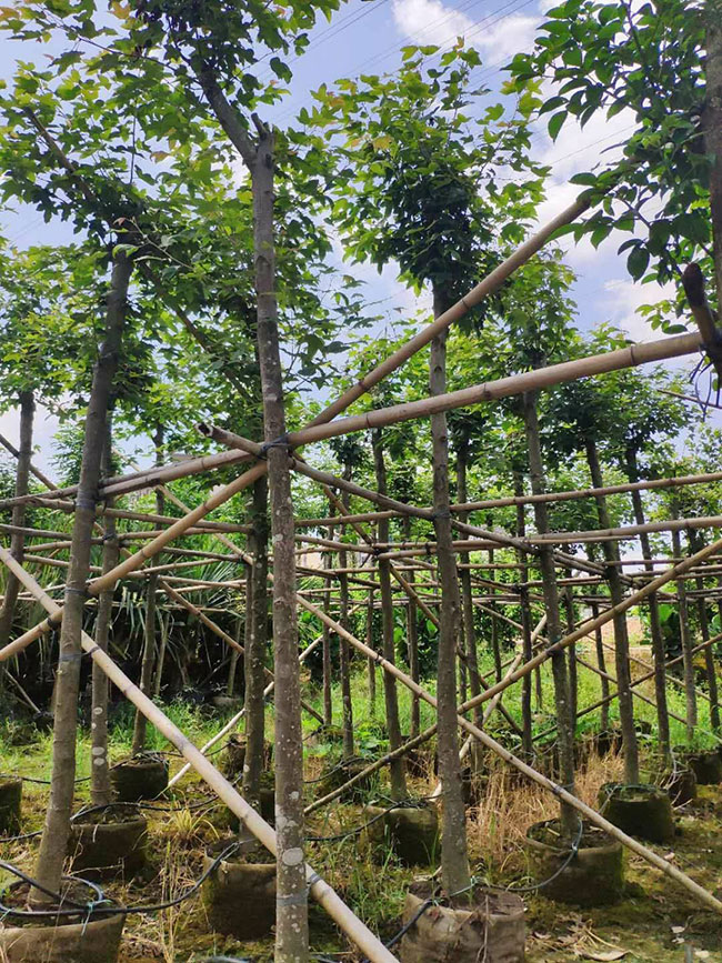 枫香树苗