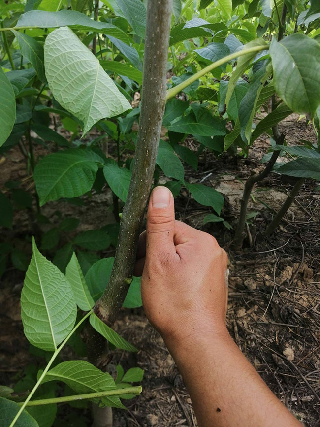 核桃树苗