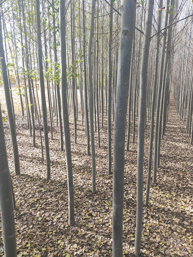 白杨树价格