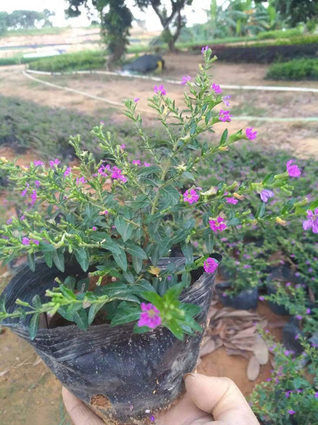 满天星小苗价格