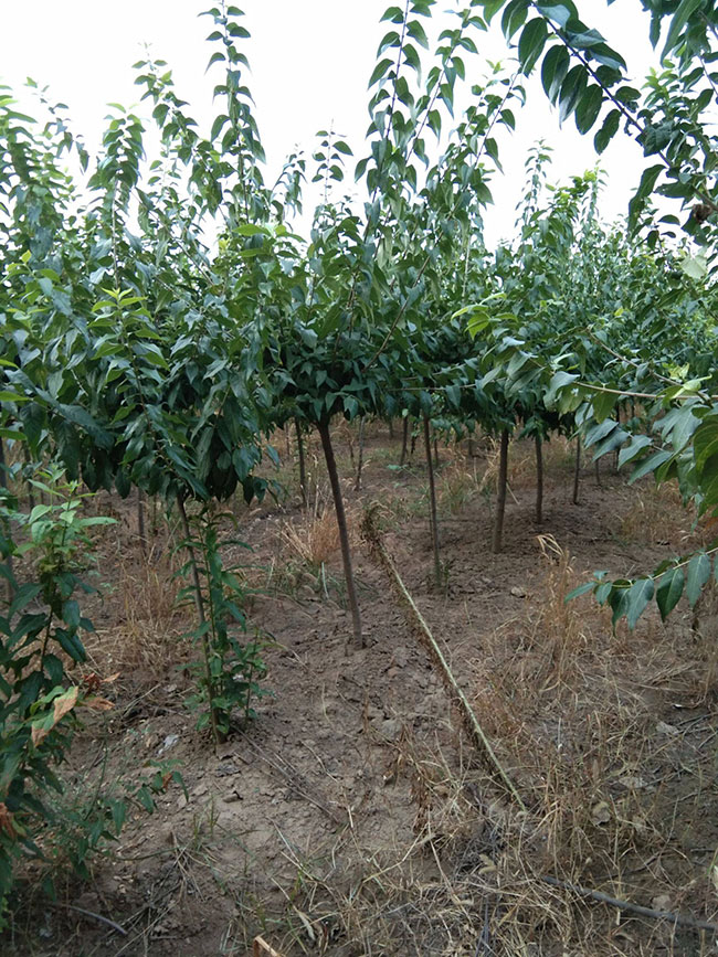 腊梅树小苗价格行情最新盆栽腊梅价格表
