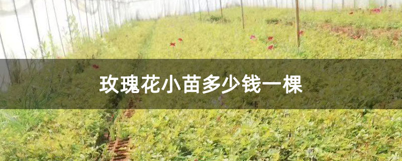 玫瑰花小苗多少钱一棵
