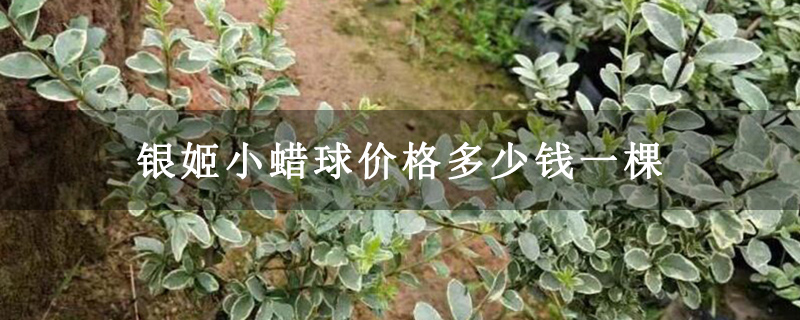 银姬小蜡球价格多少钱一棵