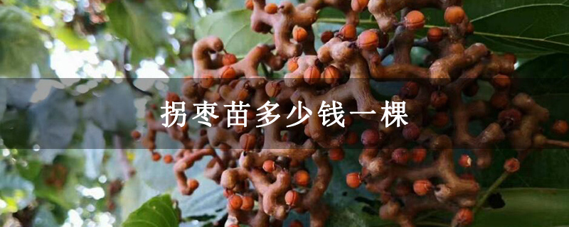 拐枣苗多少钱一棵