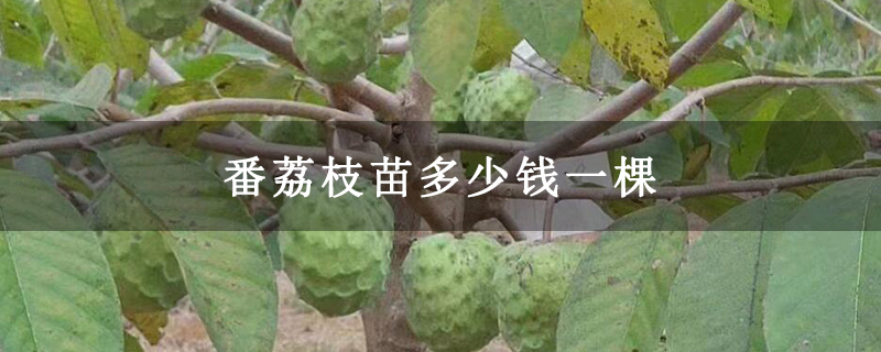 番荔枝苗多少钱一棵