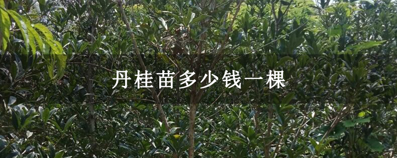 丹桂苗多少钱一棵