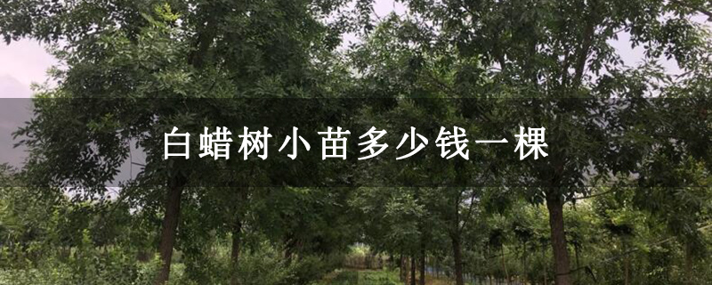 白蜡树小苗多少钱一棵