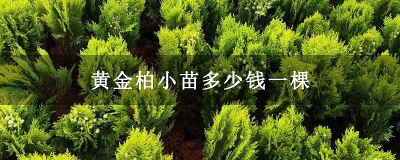 黄金柏小苗多少钱一棵