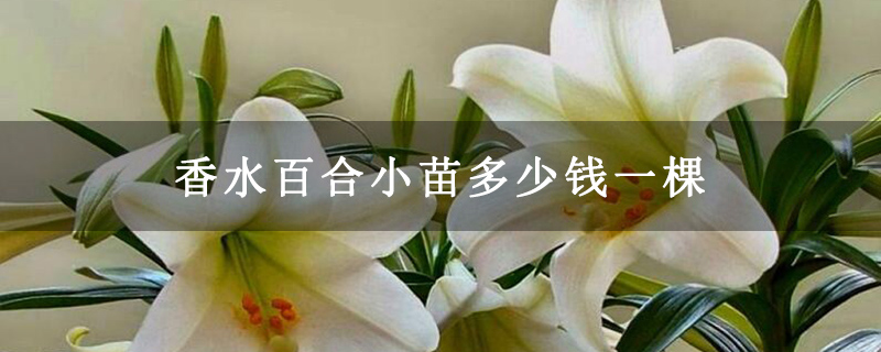 香水百合小苗多少钱一棵