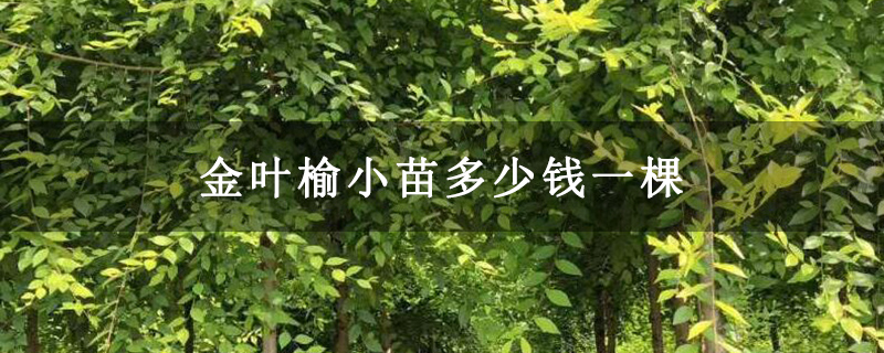 金叶榆小苗多少钱一棵