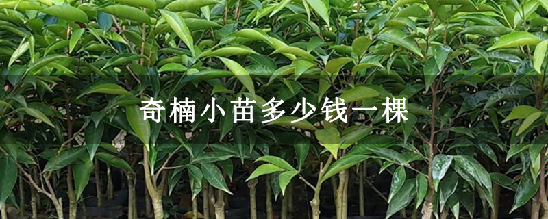 奇楠小苗多少钱一棵