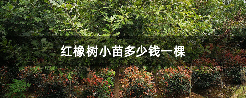 红橡树小苗多少钱一棵 红橡树小苗多少钱一棵