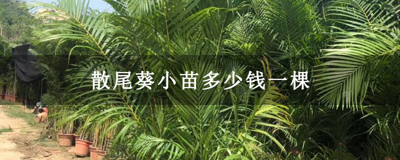 散尾葵小苗多少钱一棵