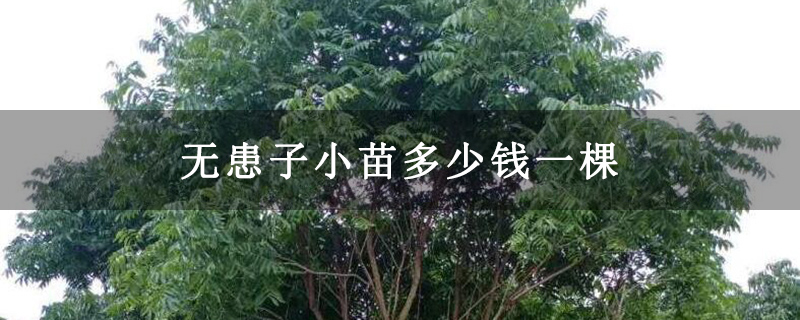 无患子小苗多少钱一棵