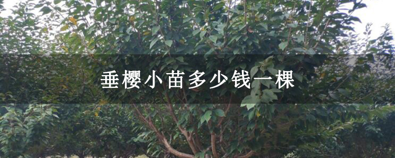 垂樱小苗多少钱一棵