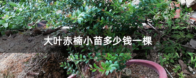 大叶赤楠小苗多少钱一棵