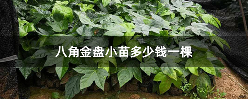 八角金盘小苗多少钱一棵