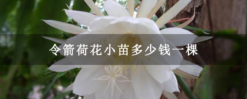 令箭荷花小苗多少钱一棵