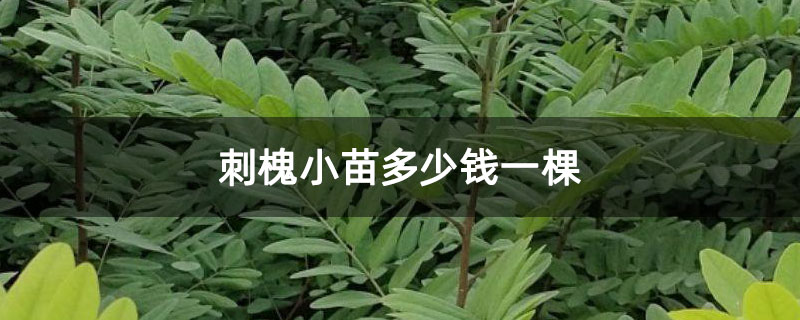 刺槐小苗多少钱一棵 刺槐小苗多少钱一棵