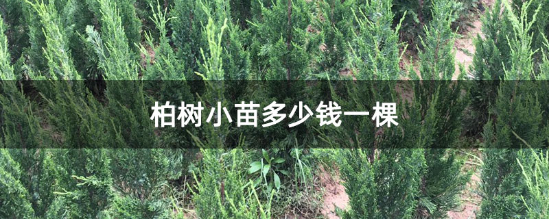 柏树小苗多少钱一棵