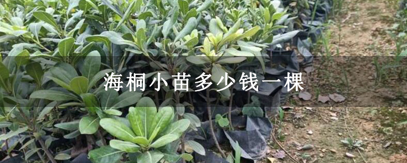 海桐小苗多少钱一棵