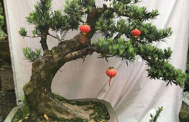 松树盆景怎么浇水?盆栽松柏树养护方法