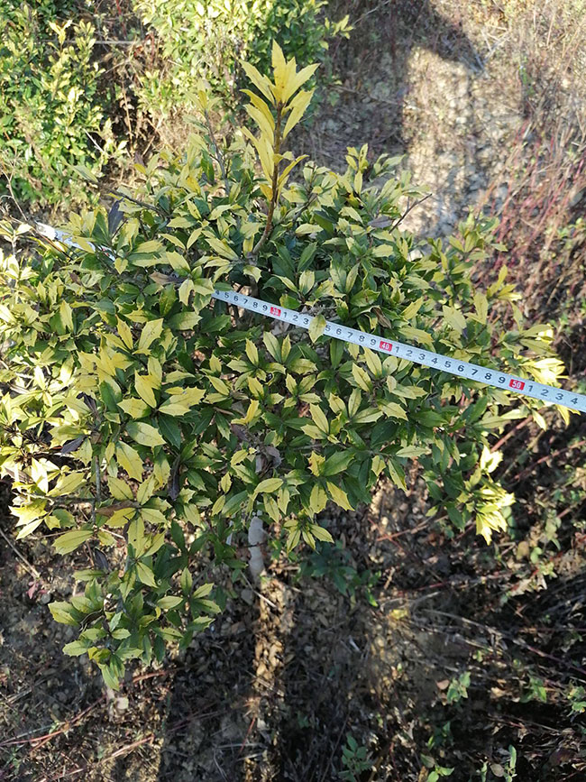 无刺枸骨怎么繁殖?无刺枸骨种子繁殖方法