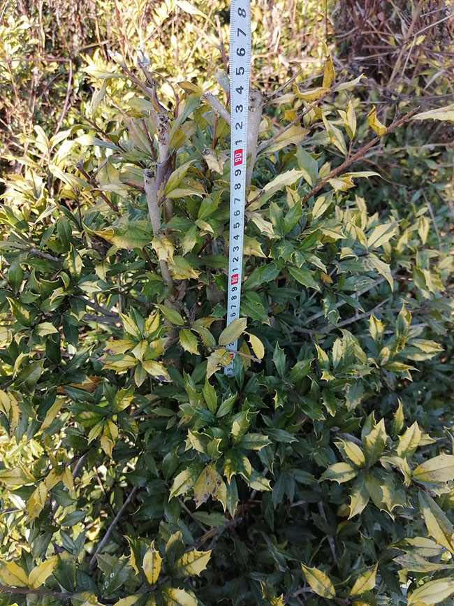 无刺枸骨怎么繁殖?无刺枸骨种子繁殖方法