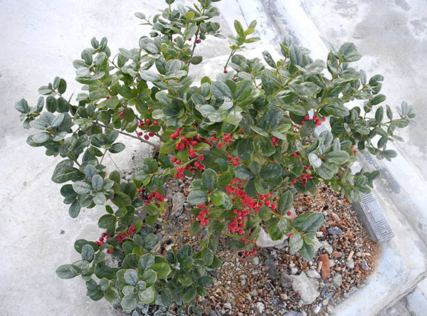 无刺枸骨盆栽