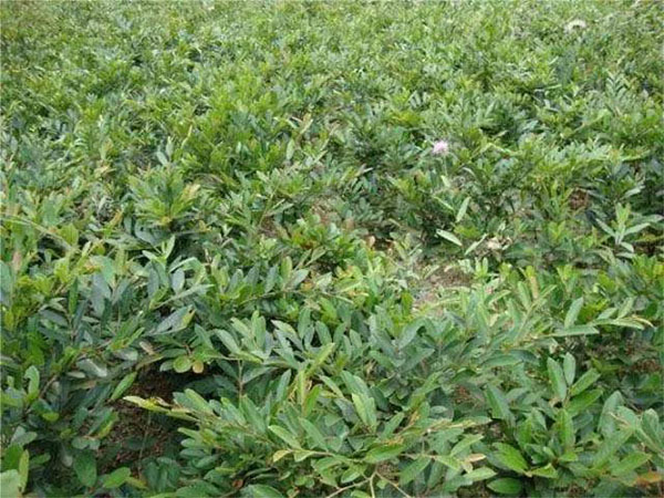 蚊母树能养家里吗？蚊母树的功效与作用