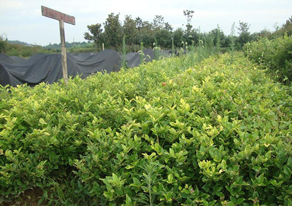 蚊母树种植基地实拍