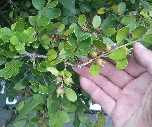 蚊母树种子怎么种植？中华蚊母树种子种植技术