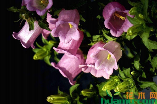风铃草的花语与传说