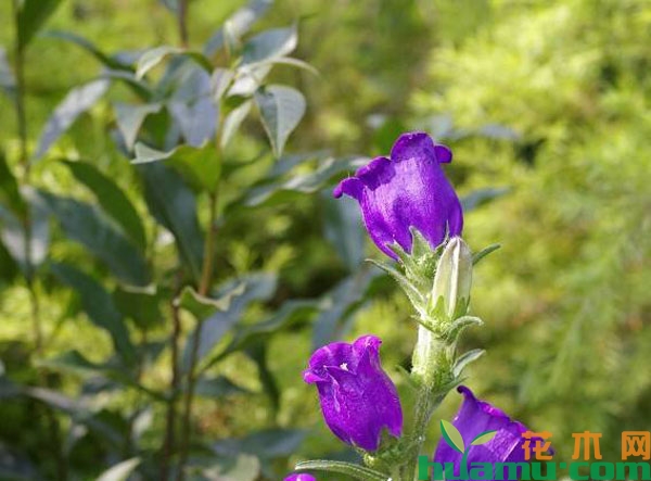 风铃草