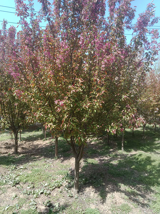 垂丝海棠什么时候移植?垂丝海棠移植时间