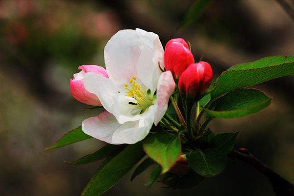 八棱海棠树什么季节开花？八棱海棠花期时间