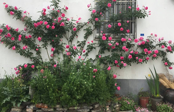 休眠期月季怎么养？月季花冬季养护方法