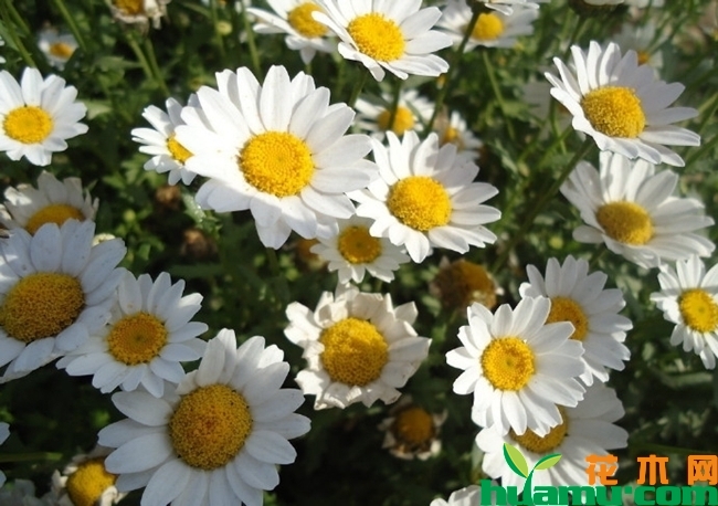 白晶菊花语