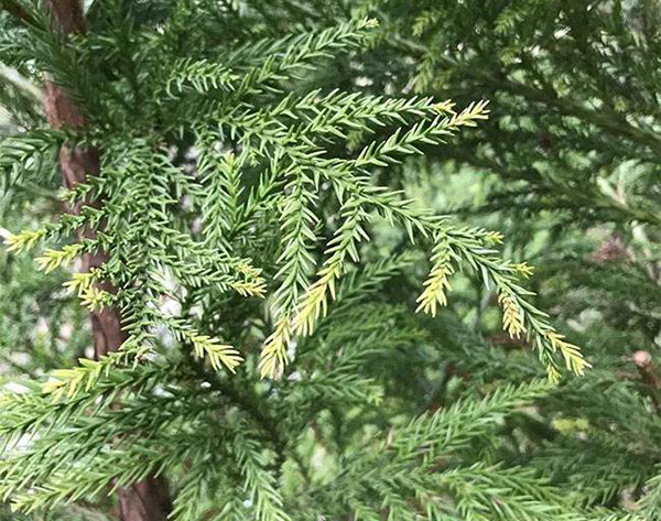 日本柳杉几年开花？日本柳杉的花期