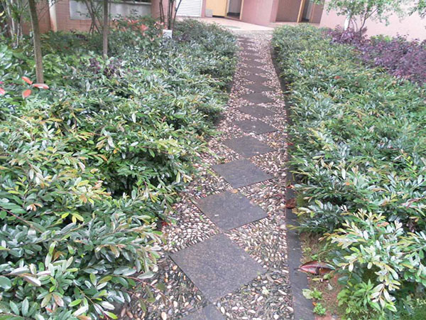 小叶蚊母