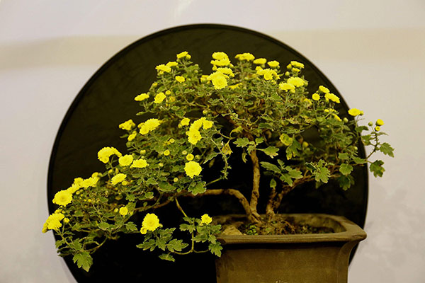 菊花能养成盆景吗？菊花盆景如何培养？