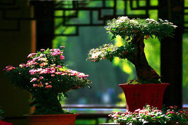 菊花盆景