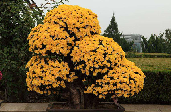 菊花老桩盆景