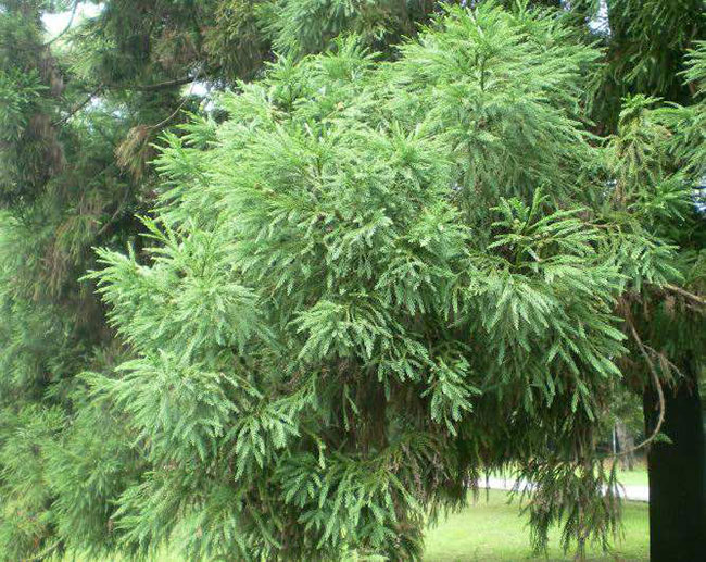 日本柳杉如何种植?日本柳杉栽培技术